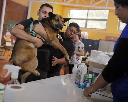 Pet Love: aprende a transportar a tus peluditos en emergencias 🐾