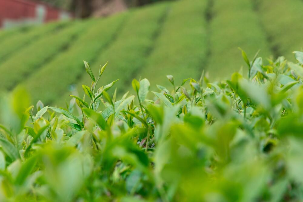 campo de té verde